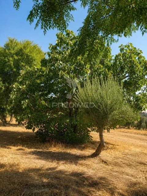 Quinta T3 para Venda em Terena (São Pedro)