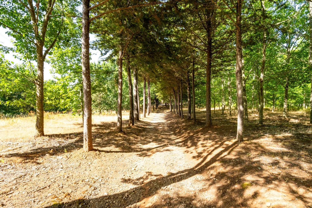 Quinta T4 para Venda em Sabugal e Aldeia de Santo António Foto 49