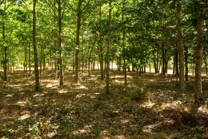 Quinta T4 para Venda em Sabugal e Aldeia de Santo António