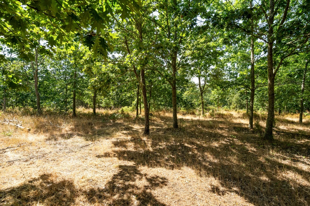 Quinta T4 para Venda em Sabugal e Aldeia de Santo António Foto 56