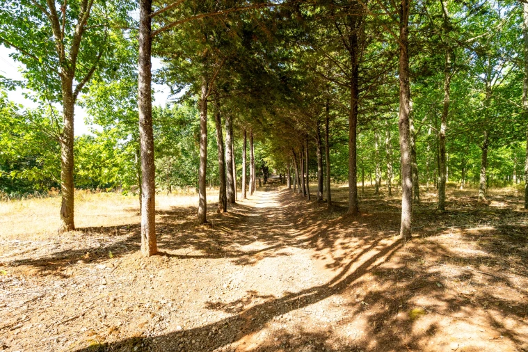 Quinta T4 para Venda em Sabugal e Aldeia de Santo António Foto 49
