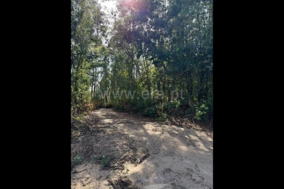 Terreno para Venda em Rocas do Vouga