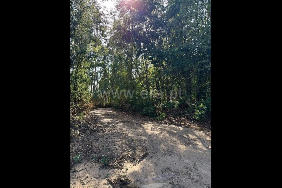 Terreno para Venda em Rocas do Vouga Foto 2