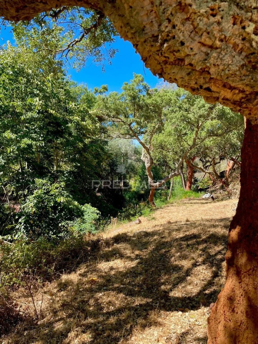 Quinta T5 para Venda em São Salvador da Aramenha Foto 4