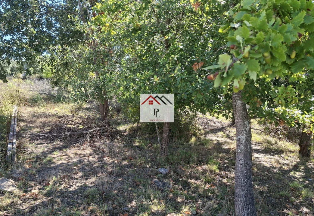 Terreno para Venda em São Martinho de Árvore e Lamarosa Foto 8