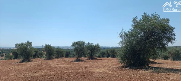Terreno para Venda em Sobral da Adiça