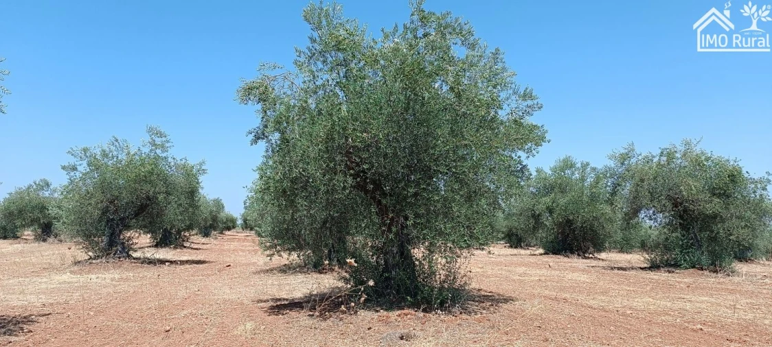 Terreno para Venda em Sobral da Adiça Foto 7