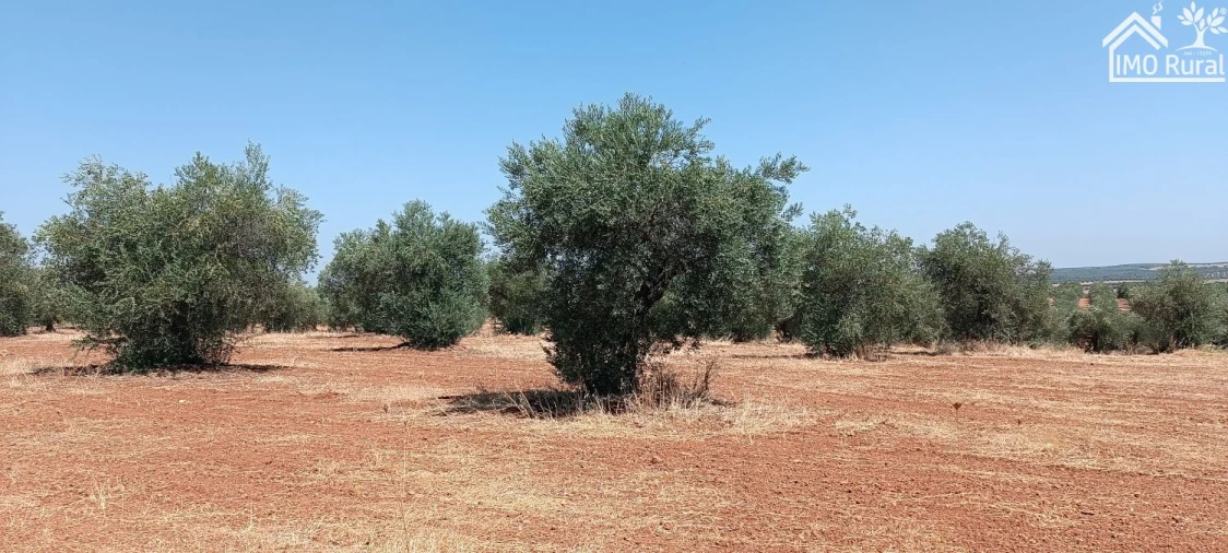Terreno para Venda em Sobral da Adiça Foto 5
