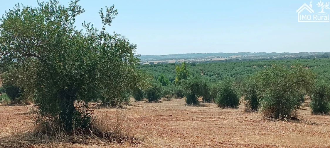 Terreno para Venda em Sobral da Adiça Foto 10
