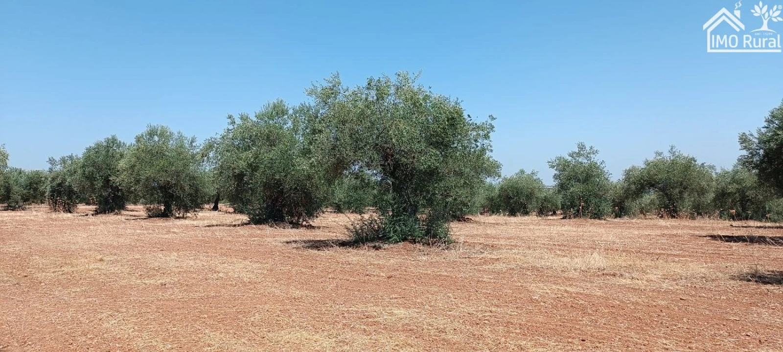 Terreno para Venda em Sobral da Adiça Foto 9