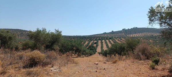 Terreno para Venda em Sobral da Adiça