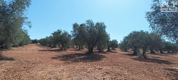 Terreno para Venda em Sobral da Adiça