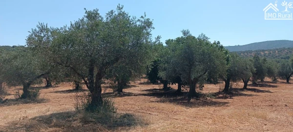 Terreno para Venda em Sobral da Adiça