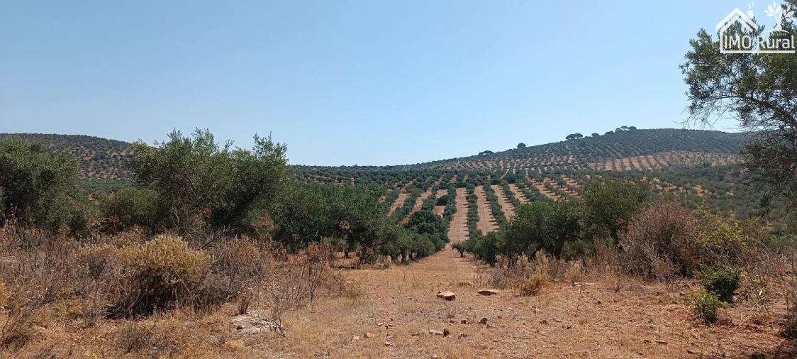 Terreno para Venda em Sobral da Adiça Foto 4