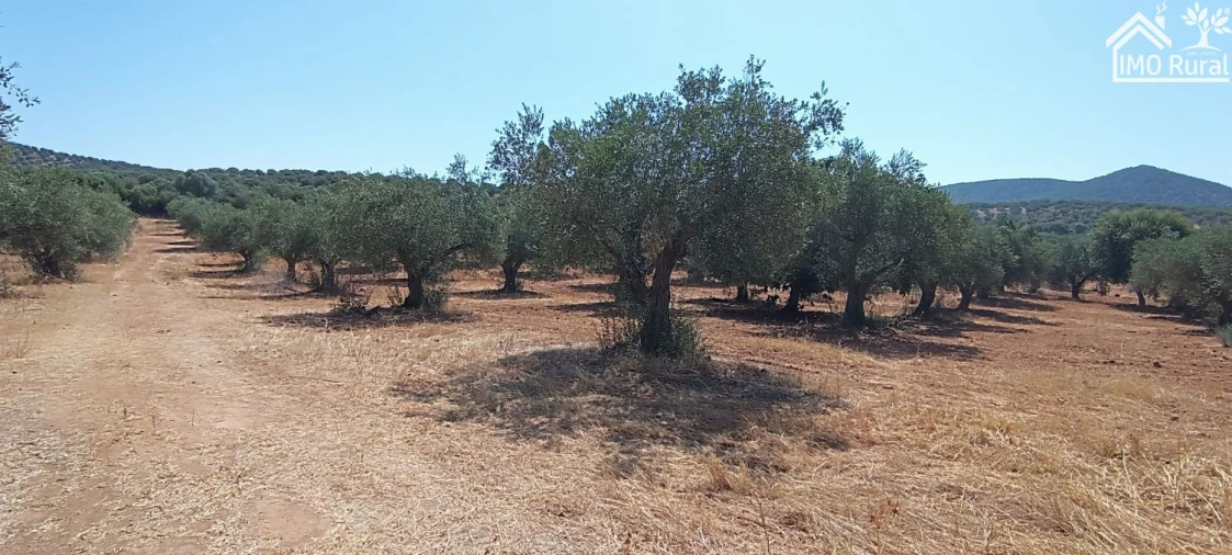 Terreno para Venda em Sobral da Adiça Foto 2