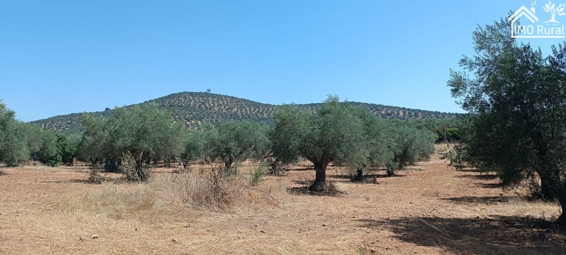 Terreno para Venda em Sobral da Adiça Foto 13