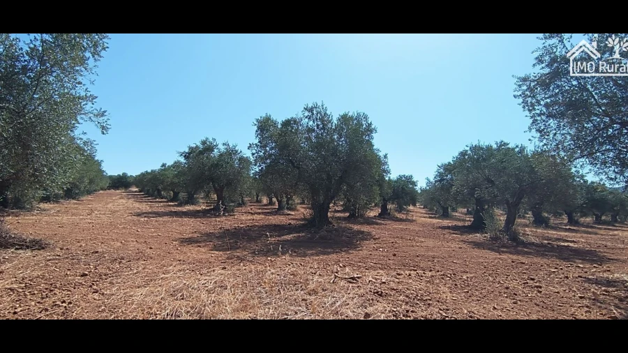 Terreno para Venda em Sobral da Adiça