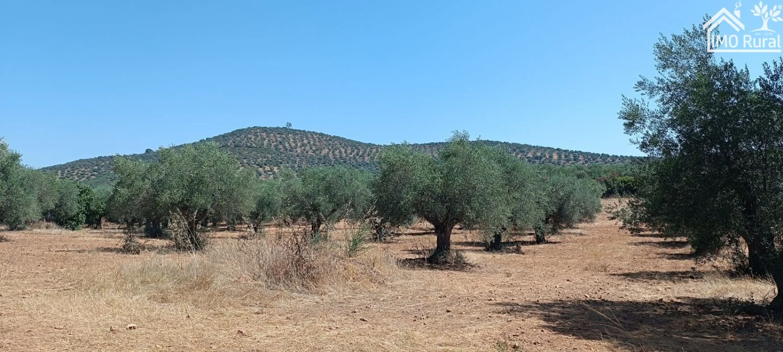 Terreno para Venda em Sobral da Adiça Foto 13