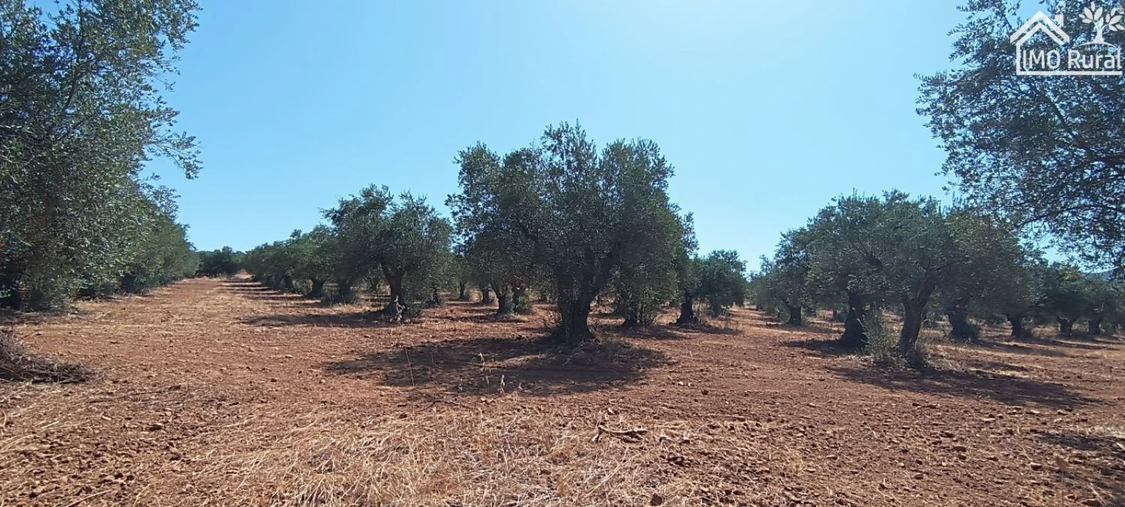 Terreno para Venda em Sobral da Adiça Foto 1