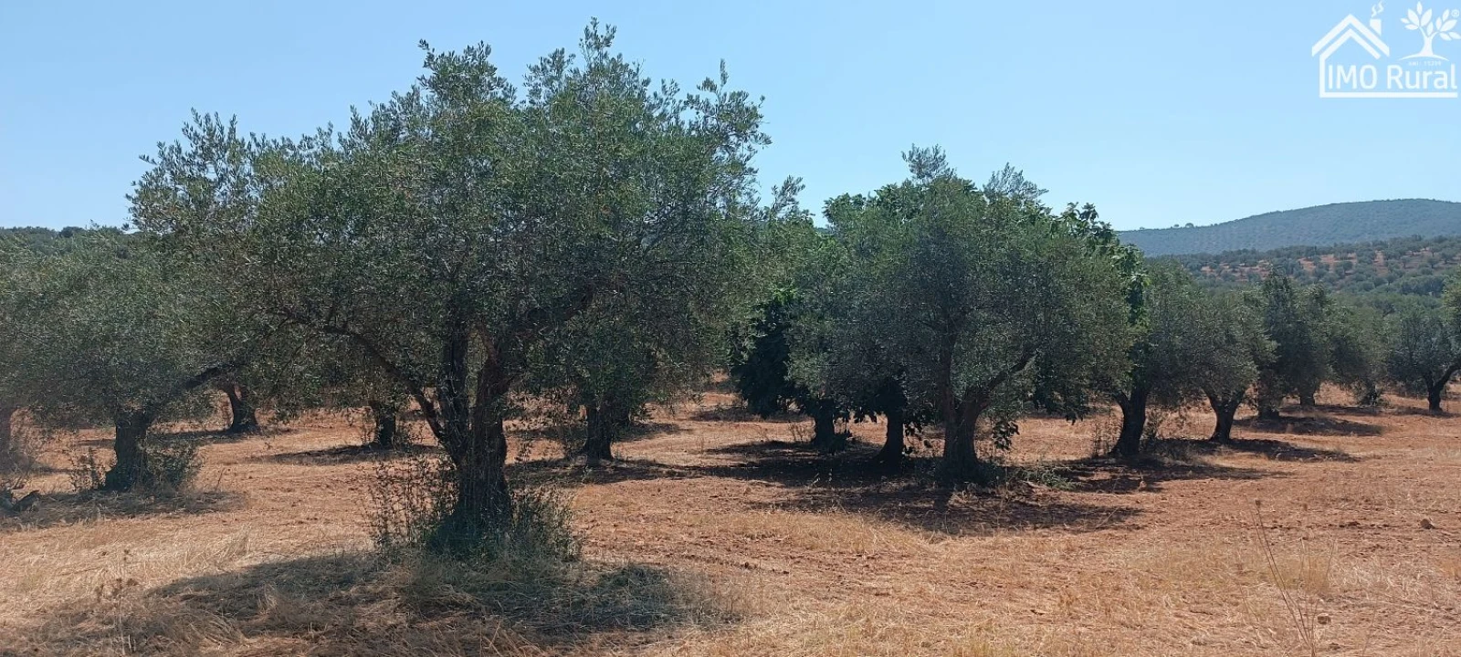 Terreno para Venda em Sobral da Adiça Foto 5