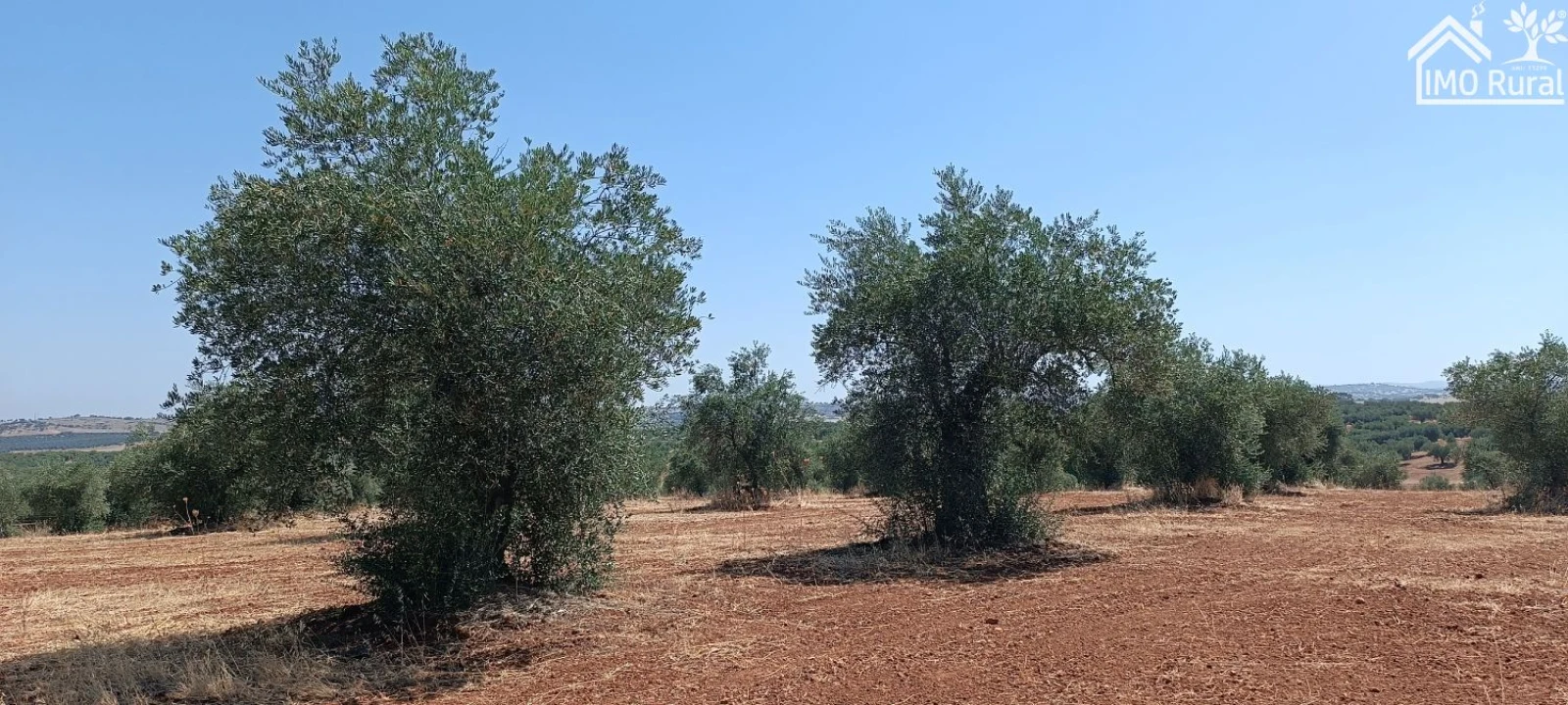 Terreno para Venda em Sobral da Adiça Foto 14