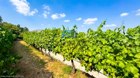 Terreno para Venda em Santa Marinha do Zezere
