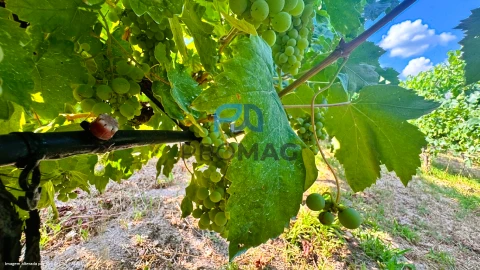 Terreno para Venda em Santa Marinha do Zezere