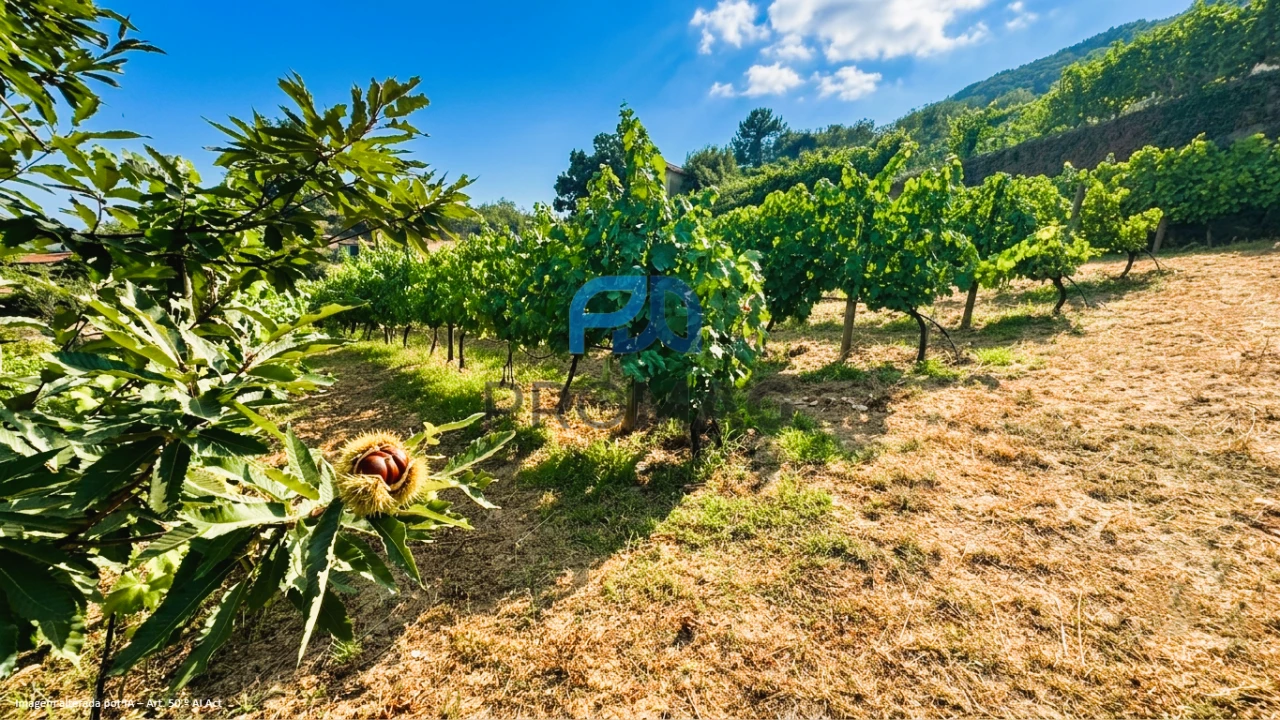 Terreno para Venda em Santa Marinha do Zezere Foto 14