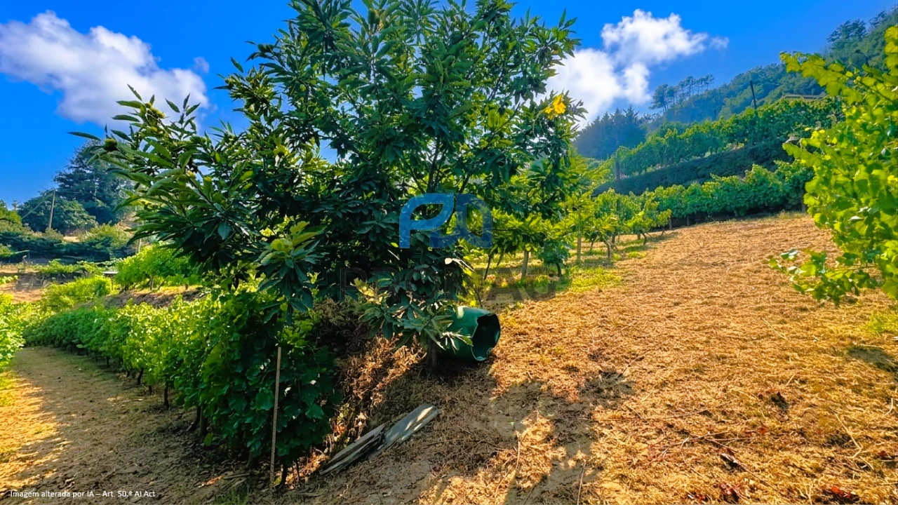 Terreno para Venda em Santa Marinha do Zezere Foto 13