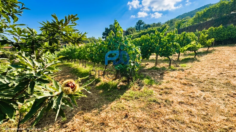 Terreno para Venda em Santa Marinha do Zezere Foto 14