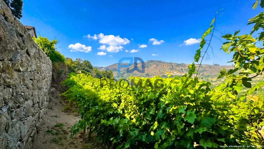Terreno para Venda em Santa Marinha do Zezere Foto 26
