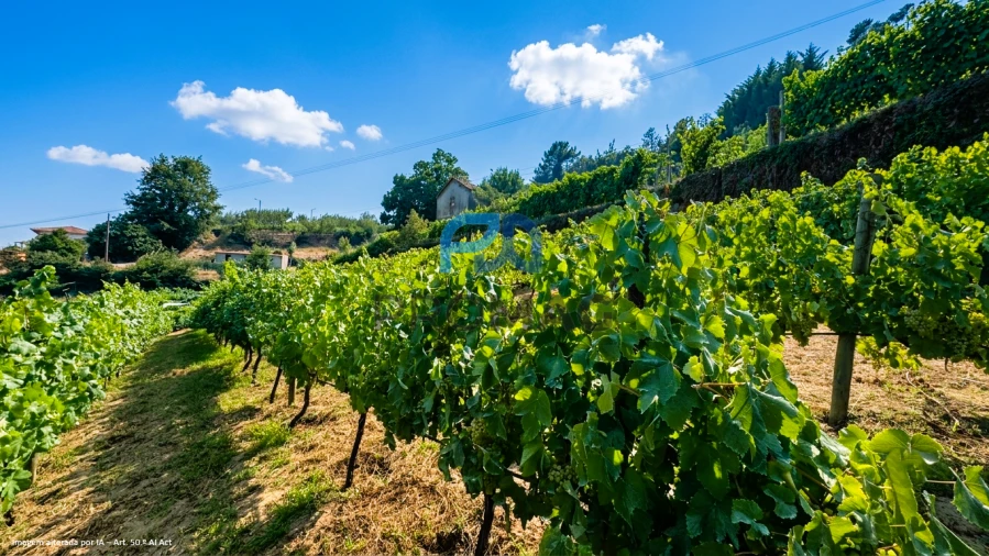 Terreno para Venda em Santa Marinha do Zezere Foto 16