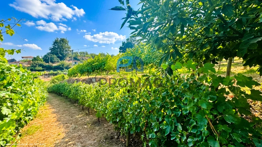 Terreno para Venda em Santa Marinha do Zezere Foto 12