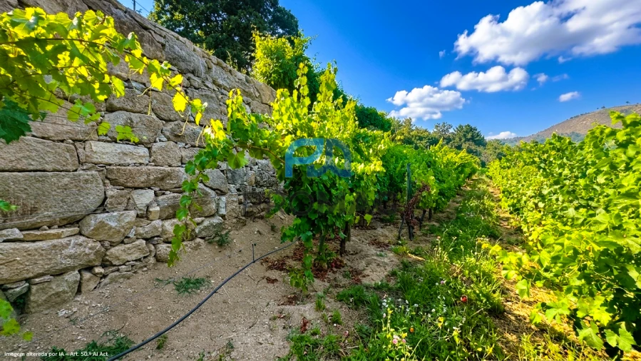 Terreno para Venda em Santa Marinha do Zezere Foto 27