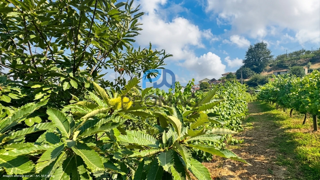 Terreno para Venda em Santa Marinha do Zezere Foto 15