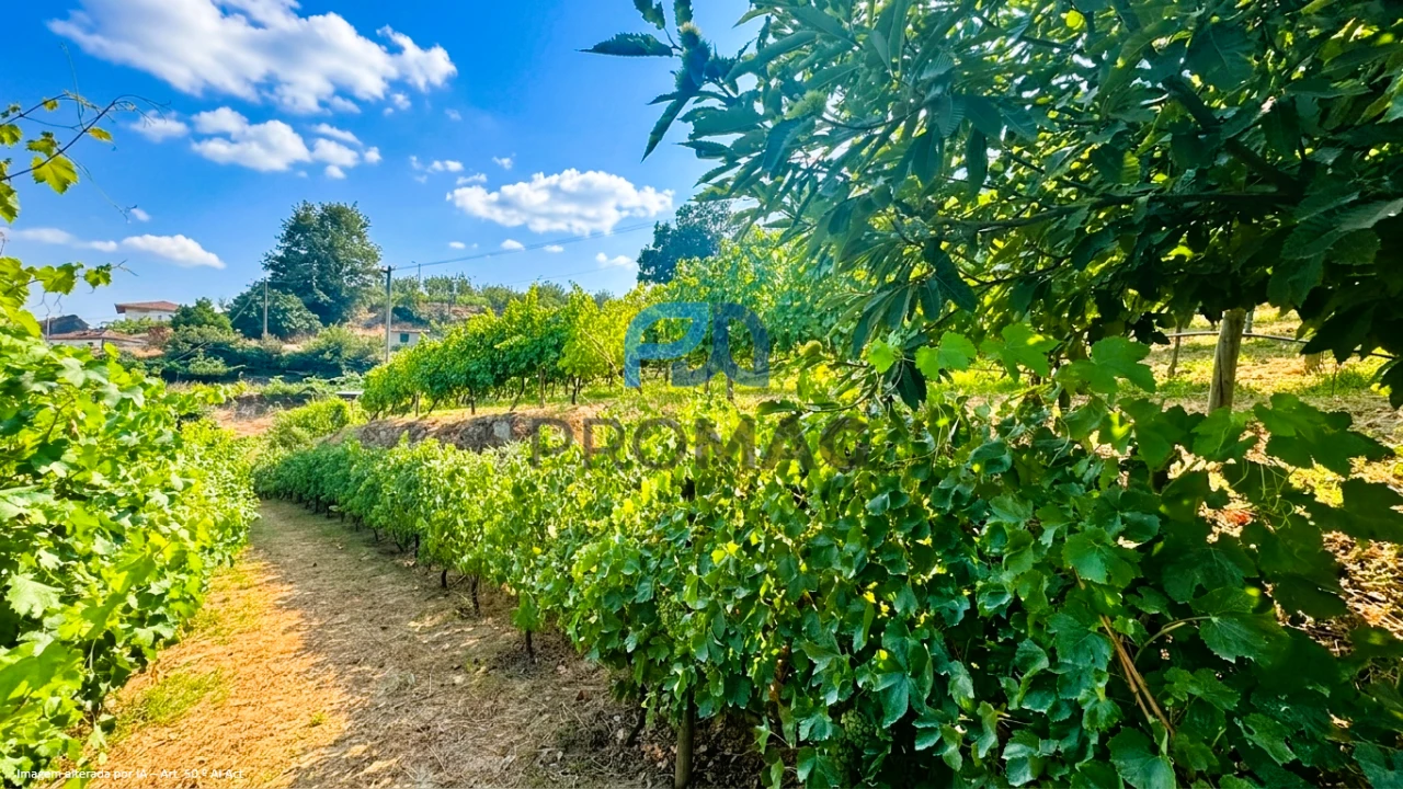 Terreno para Venda em Santa Marinha do Zezere Foto 12