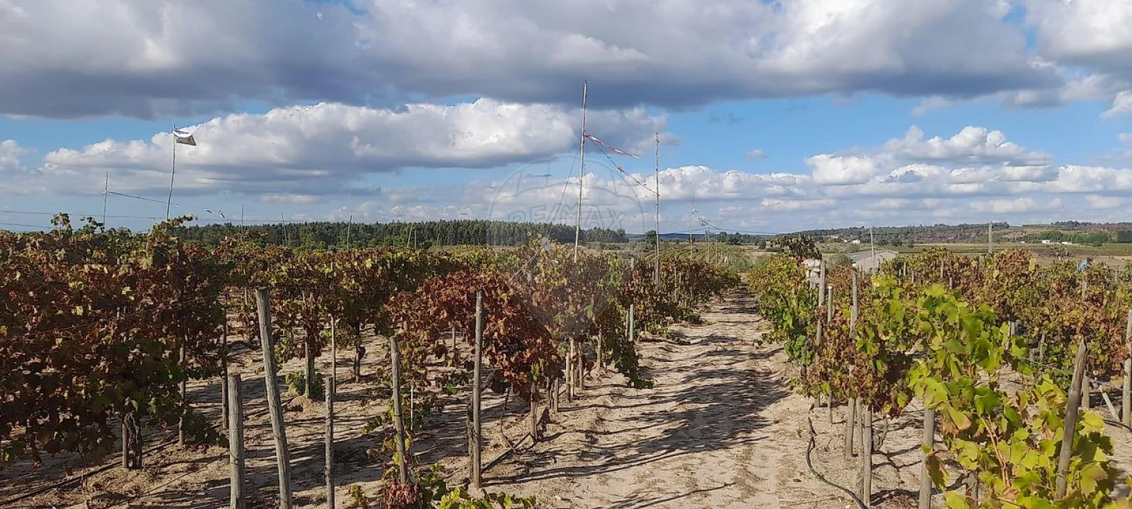 Terreno para Venda em Alpiarça Foto 3