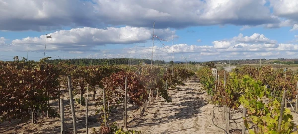 Terreno para Venda em Alpiarça