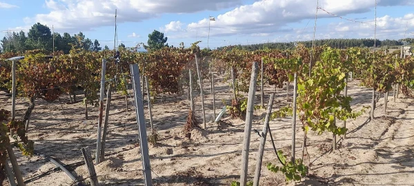 Terreno para Venda em Alpiarça
