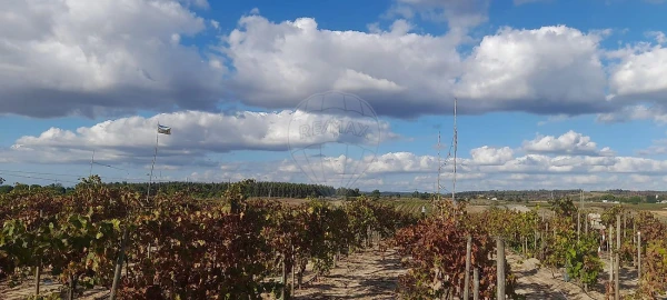 Terreno para Venda em Alpiarça