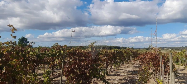 Terreno para Venda em Alpiarça