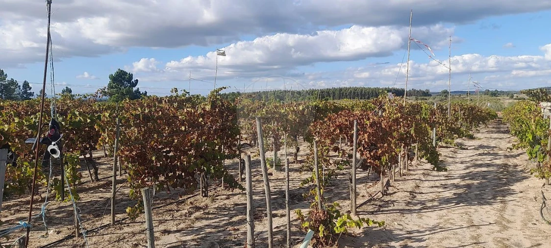 Terreno para Venda em Alpiarça Foto 4