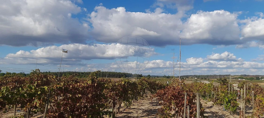 Terreno para Venda em Alpiarça Foto 6