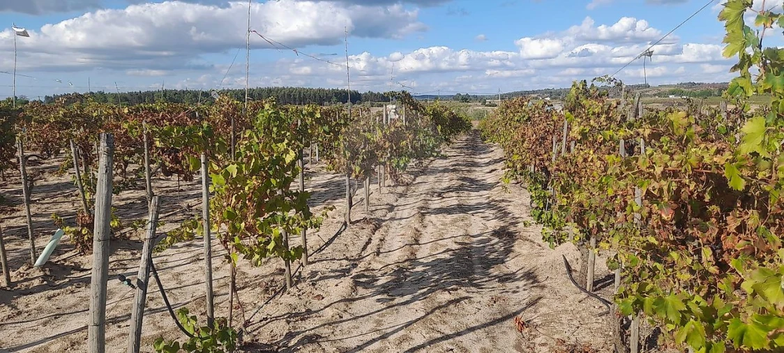 Terreno para Venda em Alpiarça Foto 2