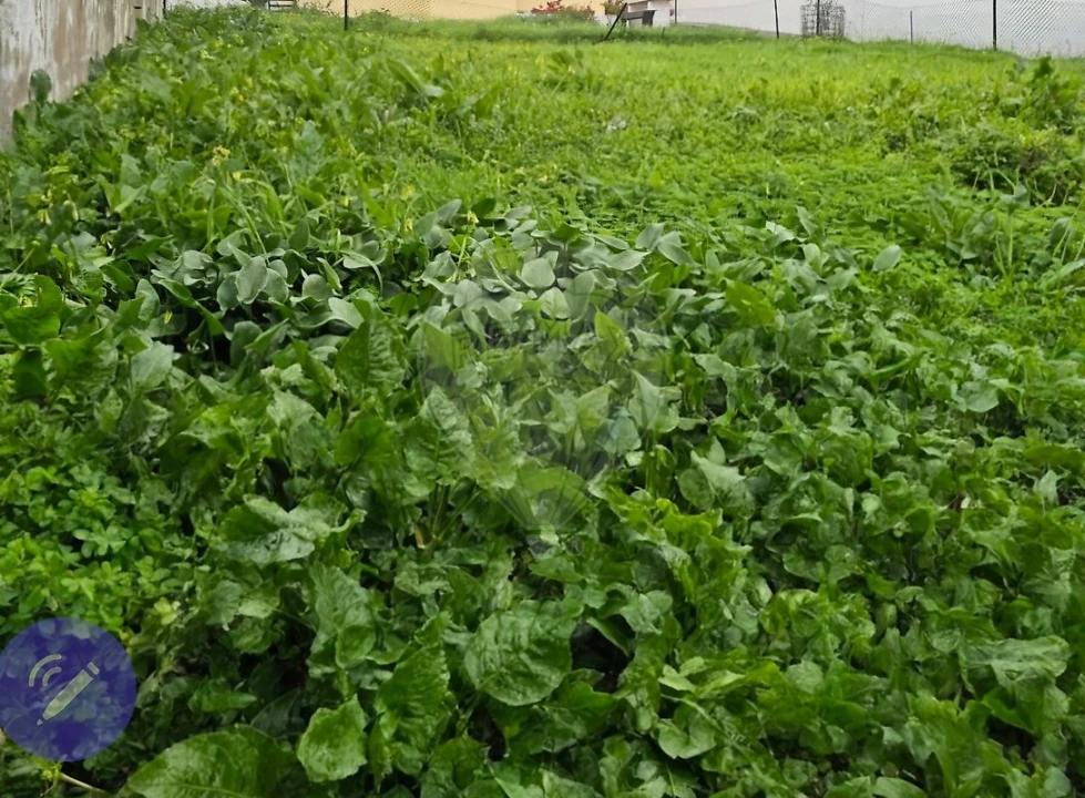 Terreno para Venda em São Domingos de Rana Foto 3
