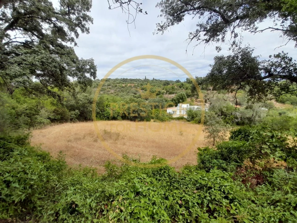 Terreno para Venda em Loule (São Sebastião) Foto 3
