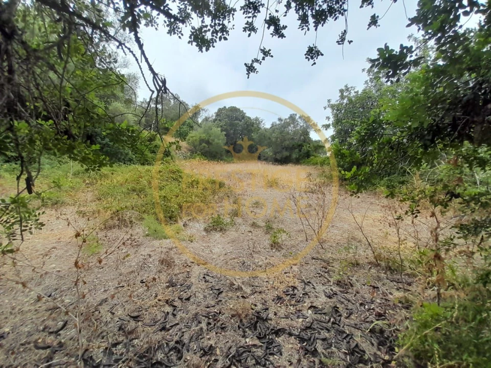 Terreno para Venda em Loule (São Sebastião) Foto 2