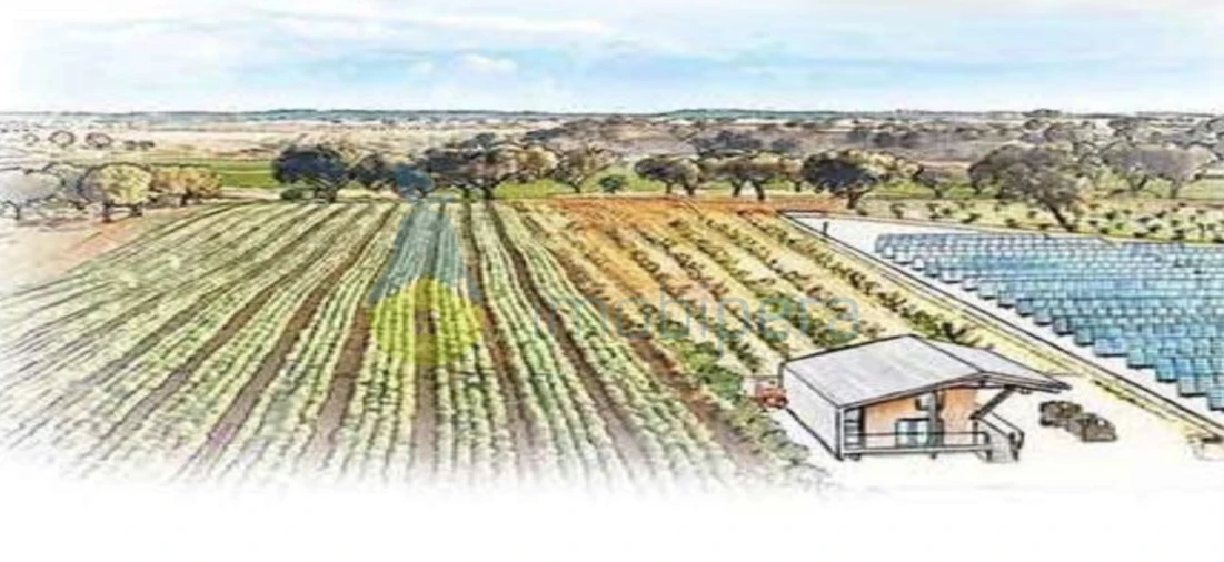 Terreno para Venda em Algoz e Tunes Foto 6