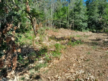 Moradia para Venda em Ribeira do Neiva