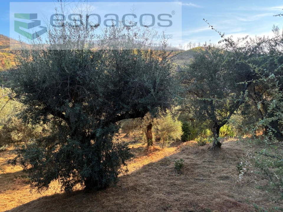 Terreno para Arrendamento em Lavacolhos Foto 4